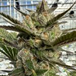 WhatsApp Image 2023-01-05 at 19.08.55